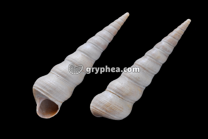 Turritella sulcifera (Bartonien) - gryphea.org